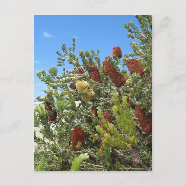 Carte Postale Banksias (Devant)
