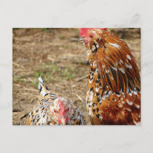 Carte Postale Bantam Hen et Rooster