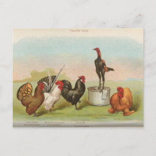 Carte Postale Bantams