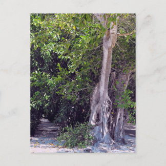 Carte postale Banyan Street