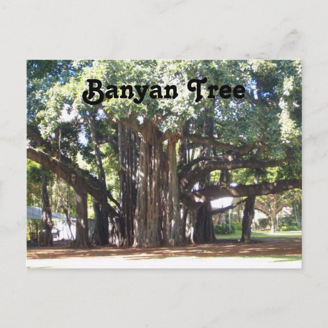 Carte Postale Banyan Tree (Devant)