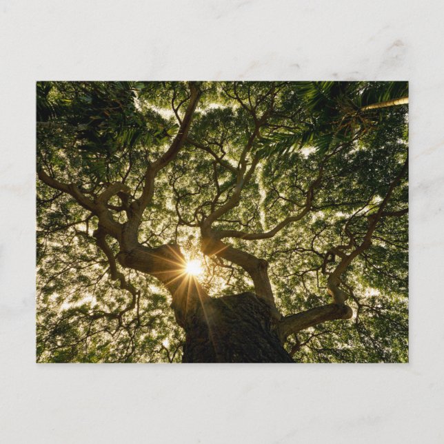 Carte Postale Banyan Tree Canopy Sunstar (Devant)