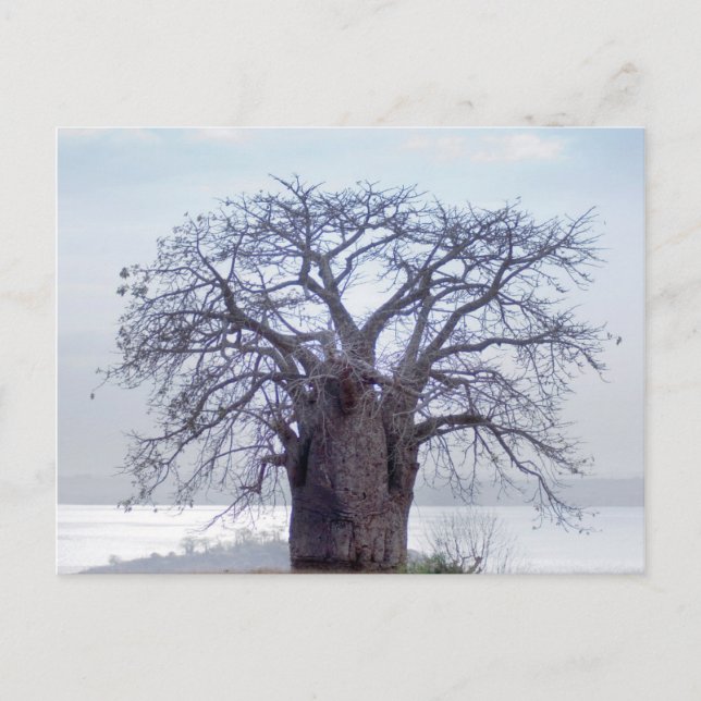 Carte Postale Baobab (Adansonia Digitata), Luanda (Devant)