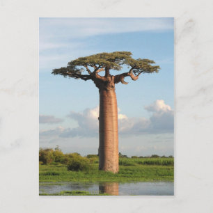 Carte Postale Baobab de Grandidier Madagascar
