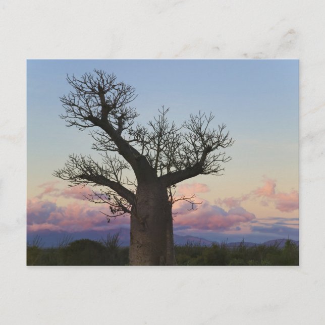 Carte Postale Baobabs, Berenty, Toliara, Madagascar (Devant)