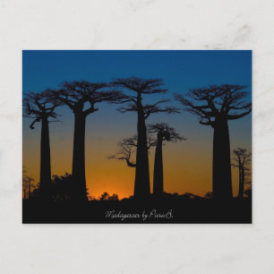 Carte Postale Baobabs de Madagascar