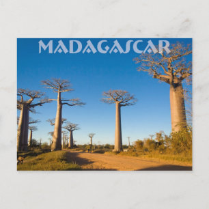 Carte Postale Baobabs de Madagascar