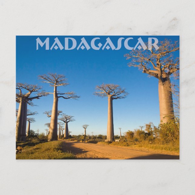 Carte Postale Baobabs de Madagascar (Devant)