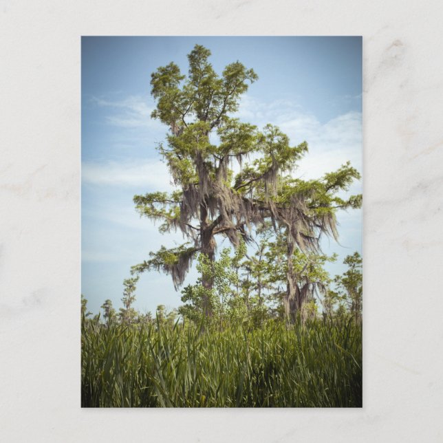 Carte Postale Barataria Marais Cypress Arbre (Devant)