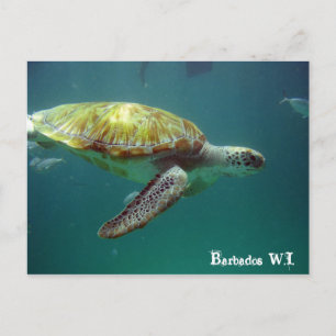 Carte Postale Barbados W.I.