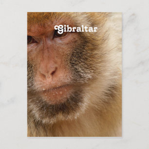 Carte Postale Barbarie Macaques