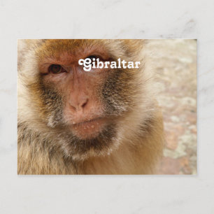 Carte Postale Barbarie Macaques