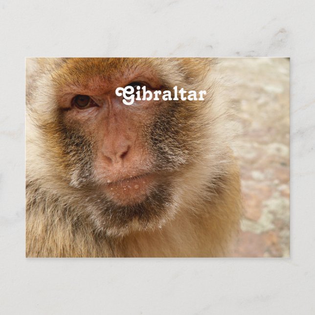 Carte Postale Barbarie Macaques (Devant)