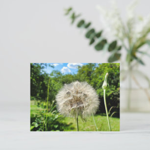 Carte Postale Barbe de bouc fleur sauvage