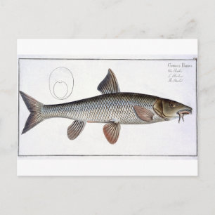 Carte Postale Barbel (Cyprinus Barbus) plaque XVIII de 'Ichthyo