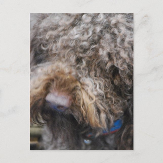Carte postale Barbet (Devant)