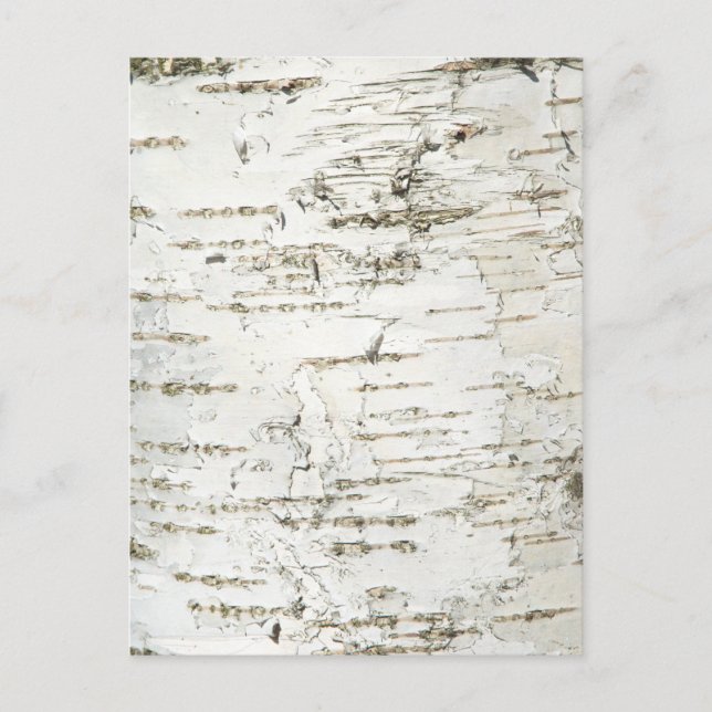 CARTE POSTALE BARK BIRCH (Devant)