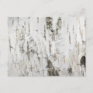 CARTE POSTALE BARK BIRCH