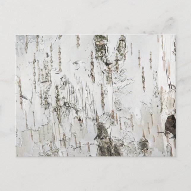 CARTE POSTALE BARK BIRCH (Devant)
