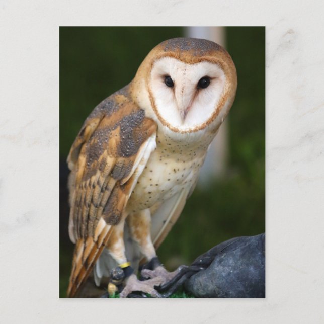 Carte Postale Barn Owl (Devant)
