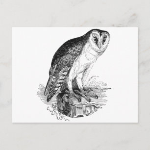 Carte Postale Barn Owl