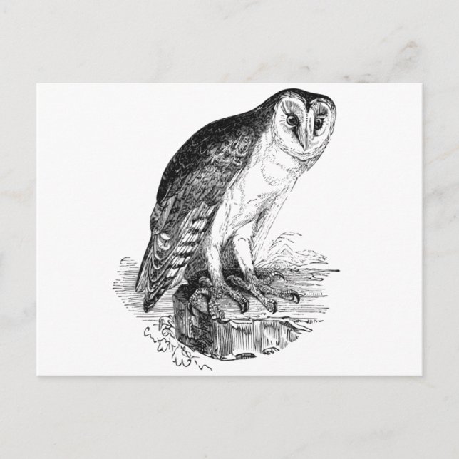 Carte Postale Barn Owl (Devant)