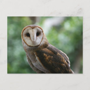 Carte Postale Barn Owl