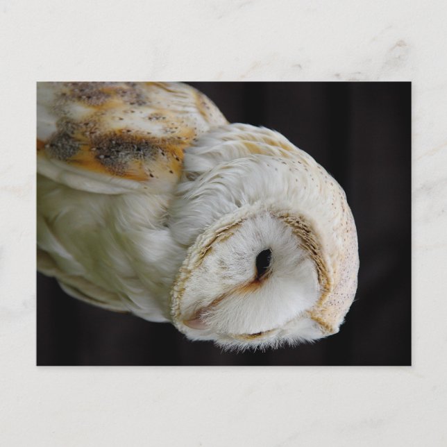Carte Postale Barn Owl (Devant)
