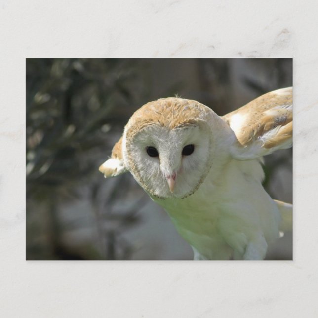 Carte postale Barn Owl (Devant)