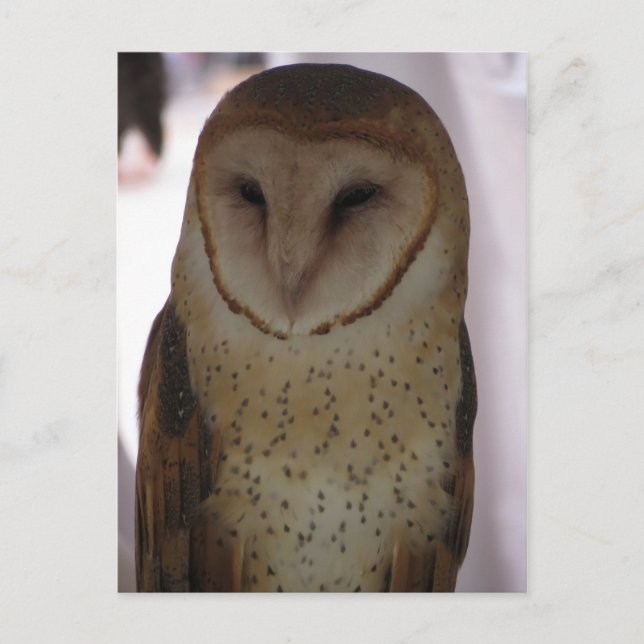 Carte Postale Barn Owl (Devant)