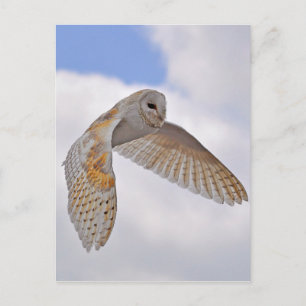 Carte Postale Barn Owl