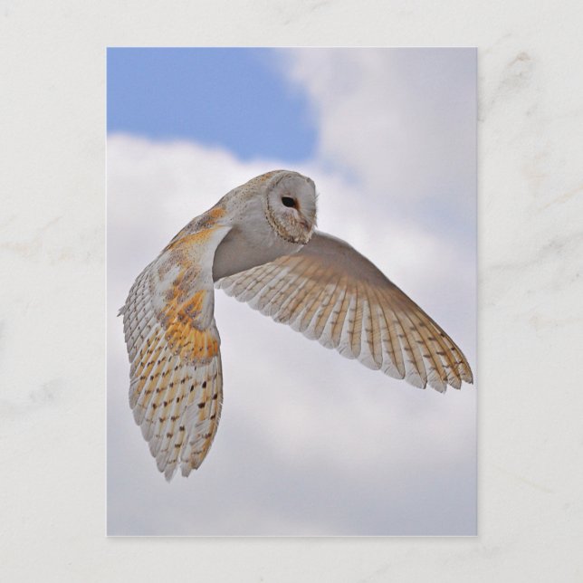 Carte Postale Barn Owl (Devant)