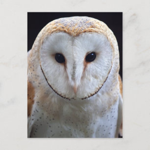Carte postale Barn Owl
