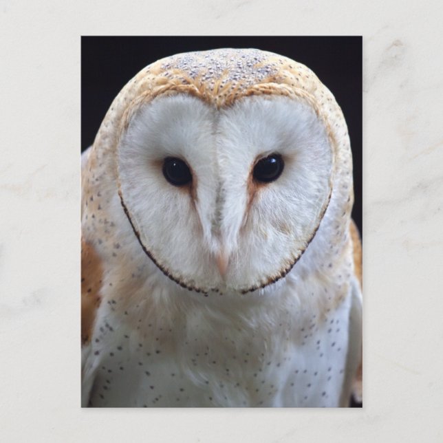 Carte postale Barn Owl (Devant)
