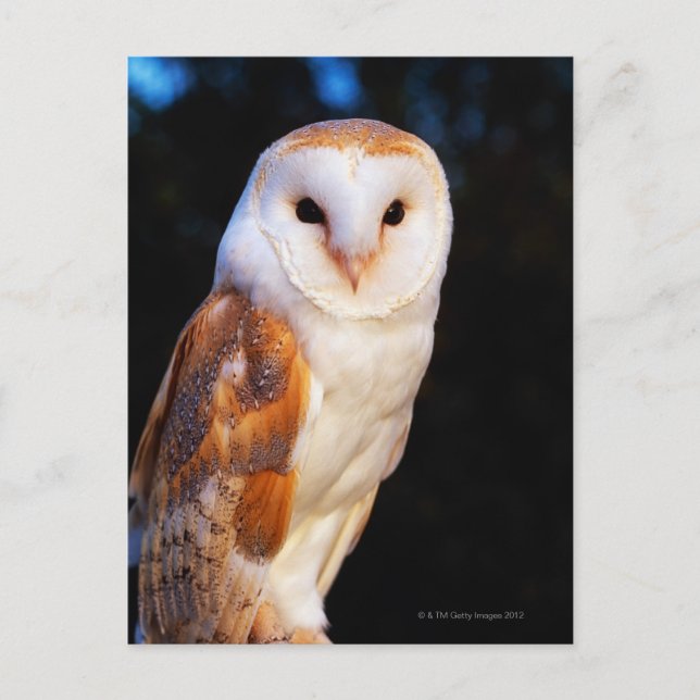 Carte Postale Barn Owl 2 (Devant)
