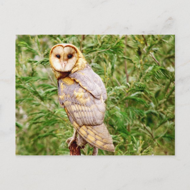 Carte Postale Barn Owl (Tyto alba) (Devant)