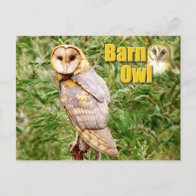Carte Postale Barn Owl (Tyto alba) (Devant)