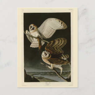 Carte Postale Barn Owl (Tyto alba) Audubon's Birds of America