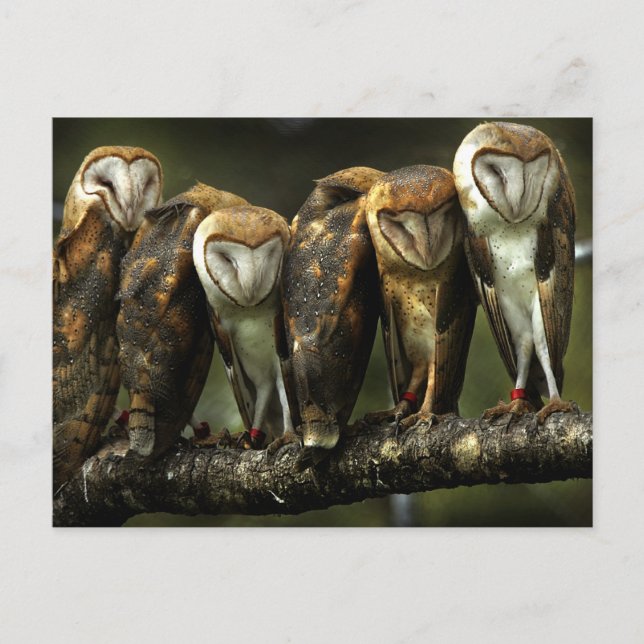 Carte Postale Barn Owls postcard (Devant)