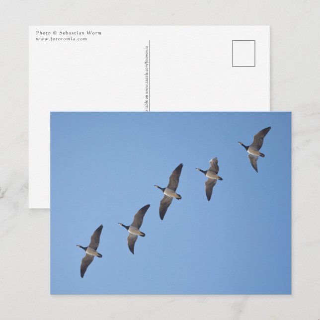 Carte Postale Barnacle Geese (Devant / Derrière)