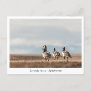 Carte Postale Barnacle Geese Nature Photo