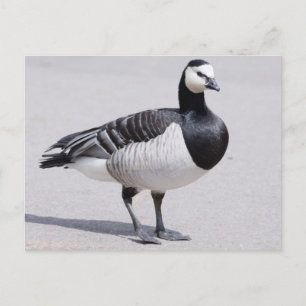 Carte Postale Barnacle Goose