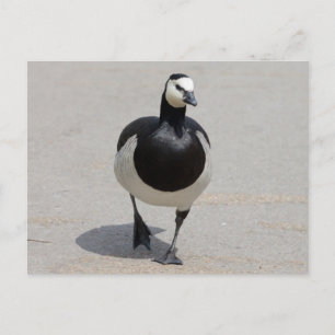 Carte Postale Barnacle Goose