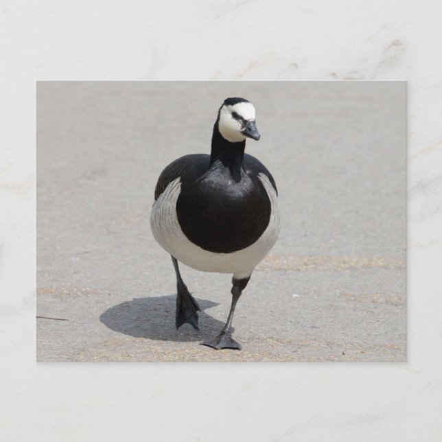 Carte Postale Barnacle Goose (Devant)