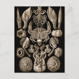 Carte Postale Barnacles