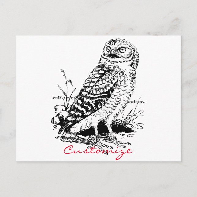 Carte Postale Barne Owl Thunder_Cove (Devant)