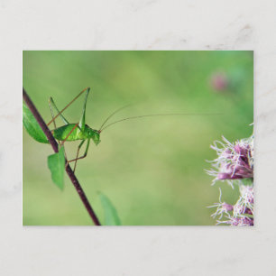 Carte Postale Baron de cricket (Leptophyes punctatissima)