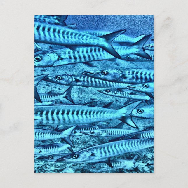 Carte Postale Barracuda (Devant)