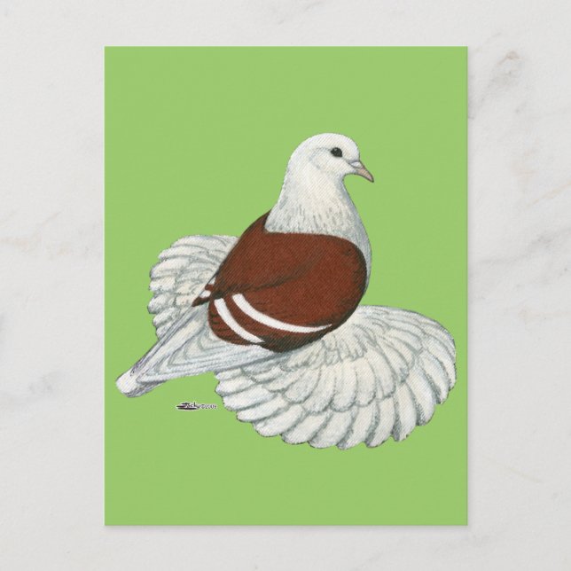 Carte Postale Barre blanche rouge Pigeon Bouclier Saxon (Devant)