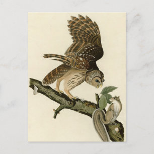 Carte Postale Barred Owl, John James Audubon's Birds of America